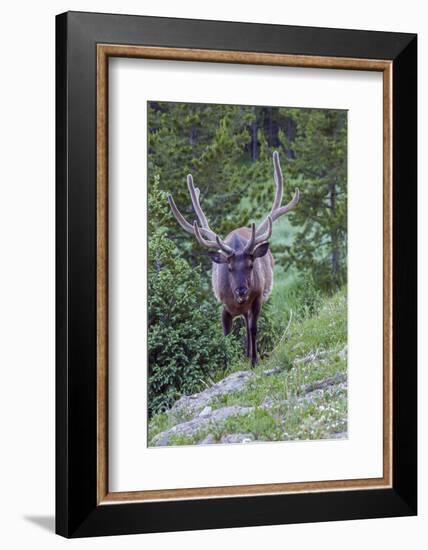 USA, Colorado, Rocky Mountain National Park. Bull Elk in Forest-Cathy & Gordon Illg-Framed Photographic Print