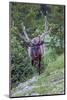 USA, Colorado, Rocky Mountain National Park. Bull Elk in Forest-Cathy & Gordon Illg-Mounted Photographic Print