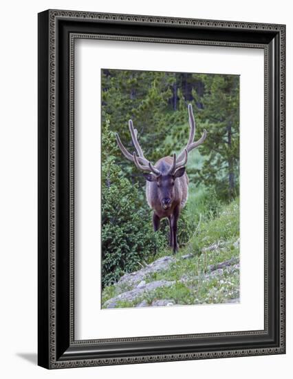 USA, Colorado, Rocky Mountain National Park. Bull Elk in Forest-Cathy & Gordon Illg-Framed Photographic Print