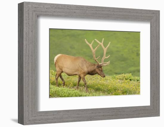 USA, Colorado, Rocky Mountain National Park. Bull Elk in Velvet Walking-Jaynes Gallery-Framed Photographic Print