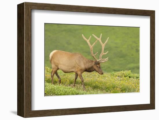 USA, Colorado, Rocky Mountain National Park. Bull Elk in Velvet Walking-Jaynes Gallery-Framed Photographic Print