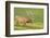 USA, Colorado, Rocky Mountain National Park. Bull Elk in Velvet Walking-Jaynes Gallery-Framed Photographic Print