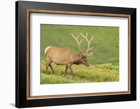 USA, Colorado, Rocky Mountain National Park. Bull Elk in Velvet Walking-Jaynes Gallery-Framed Photographic Print