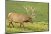 USA, Colorado, Rocky Mountain National Park. Bull Elk in Velvet Walking-Jaynes Gallery-Mounted Photographic Print