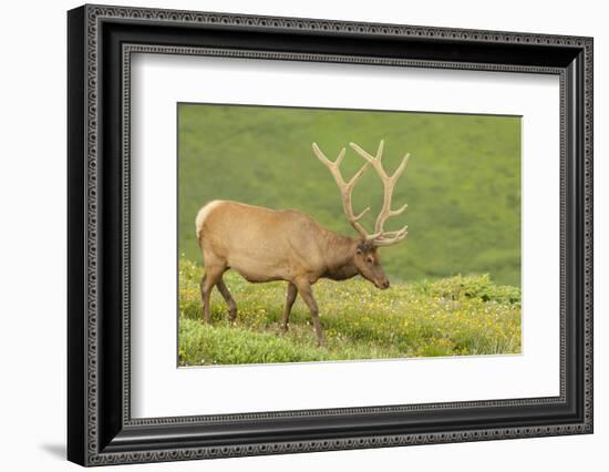 USA, Colorado, Rocky Mountain National Park. Bull Elk in Velvet Walking-Jaynes Gallery-Framed Photographic Print