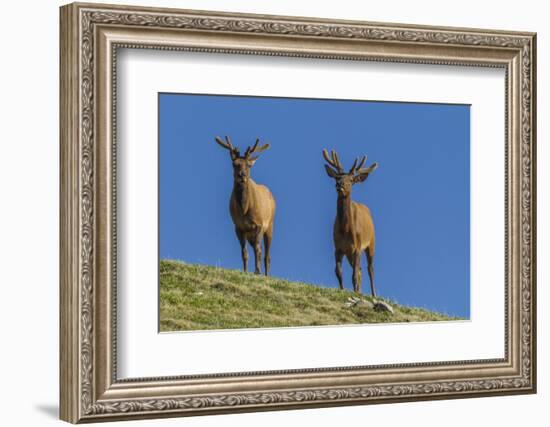 USA, Colorado, Rocky Mountain National Park. Bull Elks on Ridge-Cathy & Gordon Illg-Framed Photographic Print