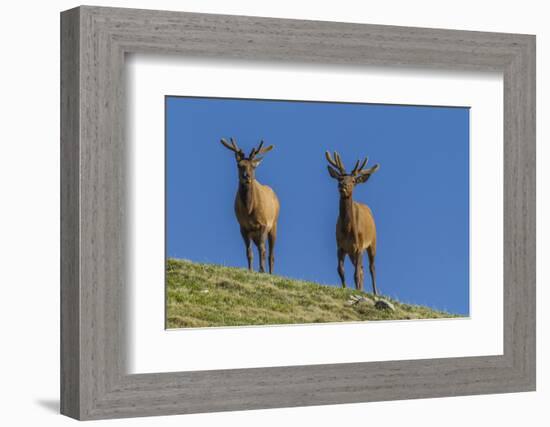 USA, Colorado, Rocky Mountain National Park. Bull Elks on Ridge-Cathy & Gordon Illg-Framed Photographic Print