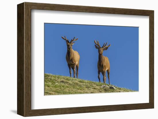 USA, Colorado, Rocky Mountain National Park. Bull Elks on Ridge-Cathy & Gordon Illg-Framed Photographic Print