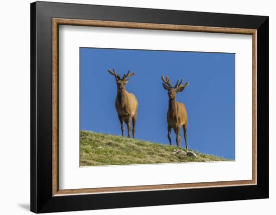 USA, Colorado, Rocky Mountain National Park. Bull Elks on Ridge-Cathy & Gordon Illg-Framed Photographic Print