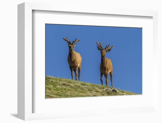 USA, Colorado, Rocky Mountain National Park. Bull Elks on Ridge-Cathy & Gordon Illg-Framed Photographic Print