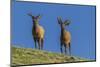 USA, Colorado, Rocky Mountain National Park. Bull Elks on Ridge-Cathy & Gordon Illg-Mounted Photographic Print