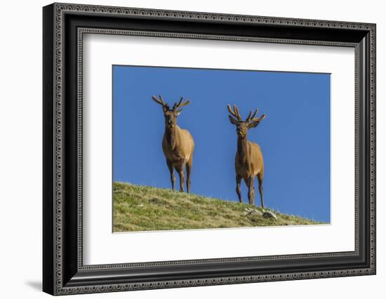 USA, Colorado, Rocky Mountain National Park. Bull Elks on Ridge-Cathy & Gordon Illg-Framed Photographic Print