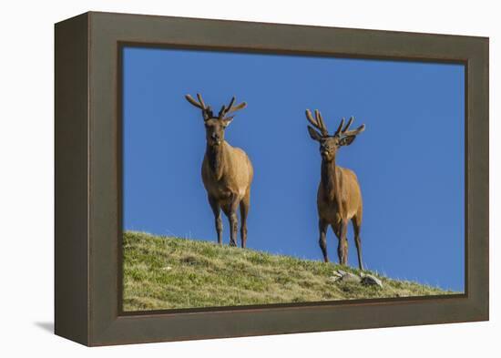 USA, Colorado, Rocky Mountain National Park. Bull Elks on Ridge-Cathy & Gordon Illg-Framed Premier Image Canvas