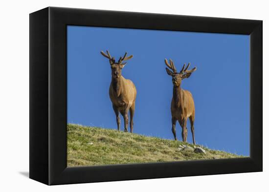 USA, Colorado, Rocky Mountain National Park. Bull Elks on Ridge-Cathy & Gordon Illg-Framed Premier Image Canvas