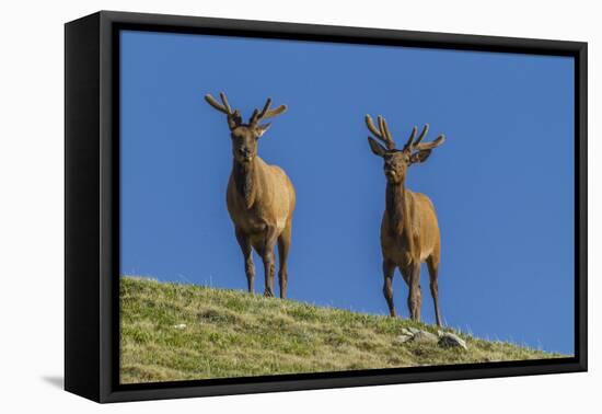 USA, Colorado, Rocky Mountain National Park. Bull Elks on Ridge-Cathy & Gordon Illg-Framed Premier Image Canvas