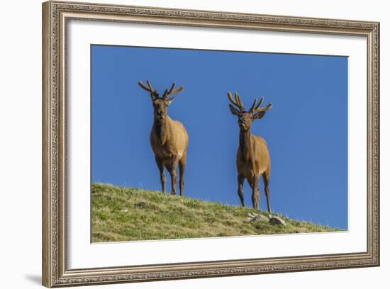 USA, Colorado, Rocky Mountain National Park. Bull Elks on Ridge-Cathy & Gordon Illg-Framed Photographic Print