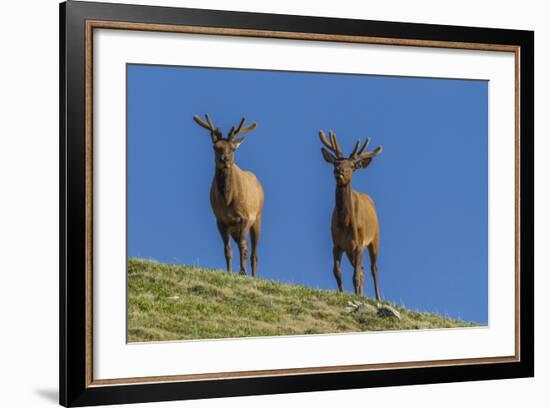 USA, Colorado, Rocky Mountain National Park. Bull Elks on Ridge-Cathy & Gordon Illg-Framed Photographic Print