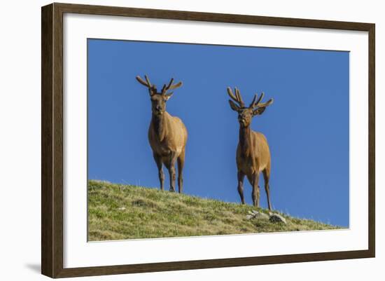 USA, Colorado, Rocky Mountain National Park. Bull Elks on Ridge-Cathy & Gordon Illg-Framed Photographic Print