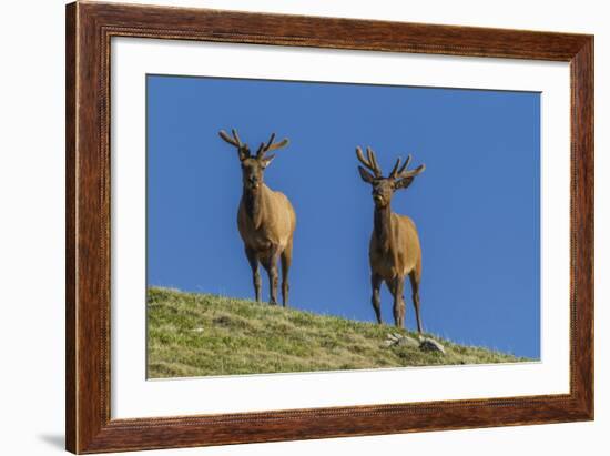 USA, Colorado, Rocky Mountain National Park. Bull Elks on Ridge-Cathy & Gordon Illg-Framed Photographic Print