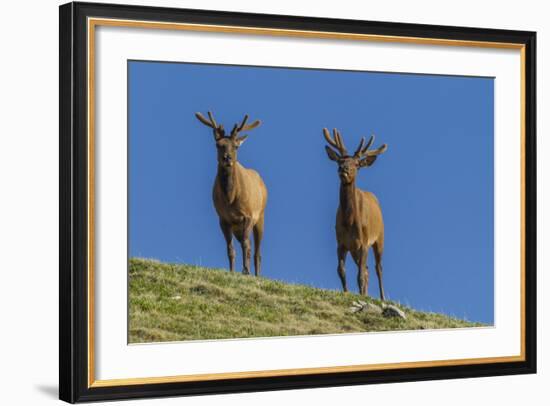 USA, Colorado, Rocky Mountain National Park. Bull Elks on Ridge-Cathy & Gordon Illg-Framed Photographic Print