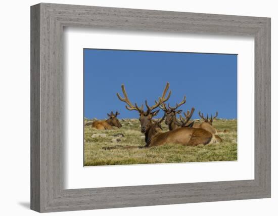 USA, Colorado, Rocky Mountain National Park. Bull Elks Resting-Cathy & Gordon Illg-Framed Photographic Print