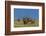 USA, Colorado, Rocky Mountain National Park. Bull Elks Resting-Cathy & Gordon Illg-Framed Photographic Print