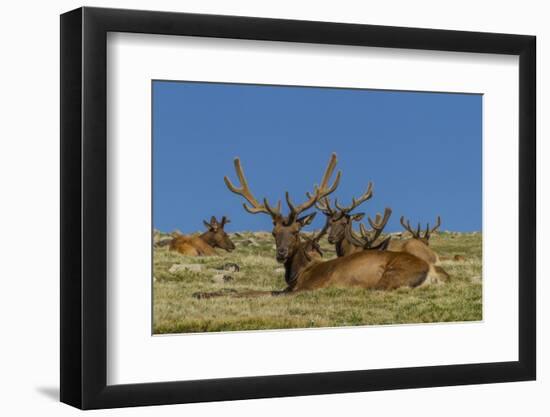 USA, Colorado, Rocky Mountain National Park. Bull Elks Resting-Cathy & Gordon Illg-Framed Photographic Print