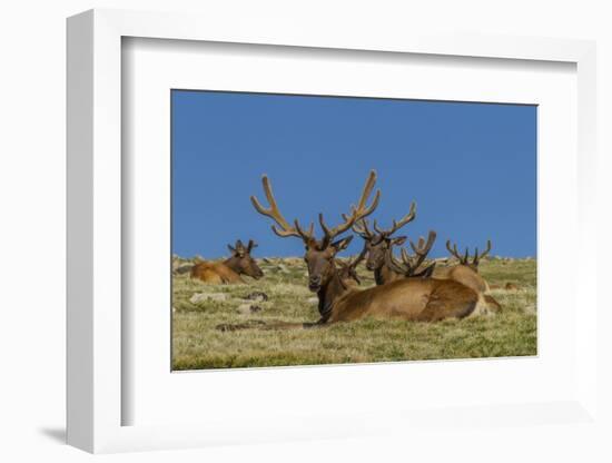 USA, Colorado, Rocky Mountain National Park. Bull Elks Resting-Cathy & Gordon Illg-Framed Photographic Print