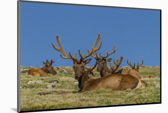 USA, Colorado, Rocky Mountain National Park. Bull Elks Resting-Cathy & Gordon Illg-Mounted Photographic Print
