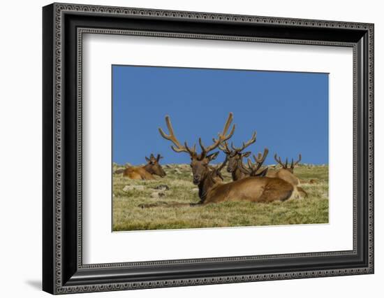 USA, Colorado, Rocky Mountain National Park. Bull Elks Resting-Cathy & Gordon Illg-Framed Photographic Print