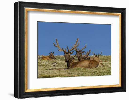 USA, Colorado, Rocky Mountain National Park. Bull Elks Resting-Cathy & Gordon Illg-Framed Photographic Print