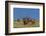 USA, Colorado, Rocky Mountain National Park. Bull Elks Resting-Cathy & Gordon Illg-Framed Photographic Print