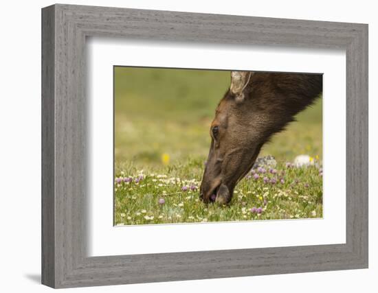 USA, Colorado, Rocky Mountain National Park. Elk Cow Eating Flowers-Jaynes Gallery-Framed Photographic Print