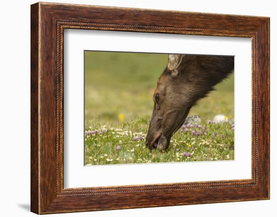 USA, Colorado, Rocky Mountain National Park. Elk Cow Eating Flowers-Jaynes Gallery-Framed Photographic Print