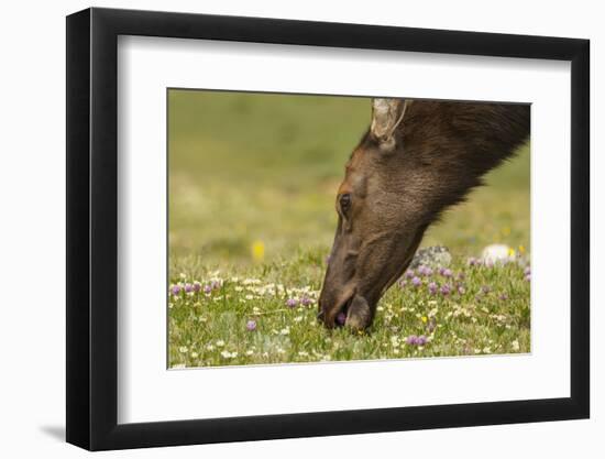 USA, Colorado, Rocky Mountain National Park. Elk Cow Eating Flowers-Jaynes Gallery-Framed Photographic Print