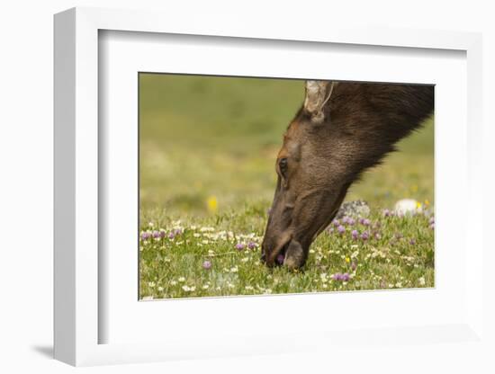 USA, Colorado, Rocky Mountain National Park. Elk Cow Eating Flowers-Jaynes Gallery-Framed Photographic Print