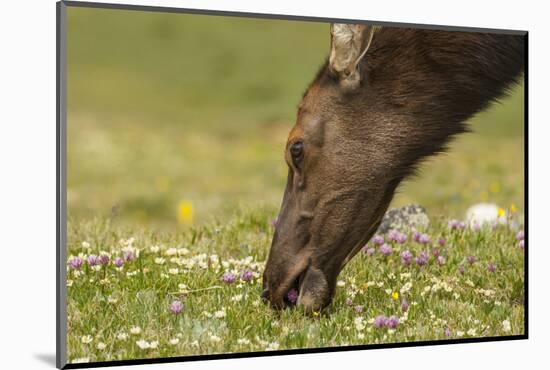 USA, Colorado, Rocky Mountain National Park. Elk Cow Eating Flowers-Jaynes Gallery-Mounted Photographic Print