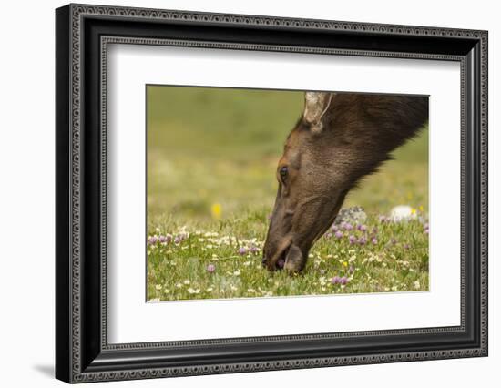 USA, Colorado, Rocky Mountain National Park. Elk Cow Eating Flowers-Jaynes Gallery-Framed Photographic Print