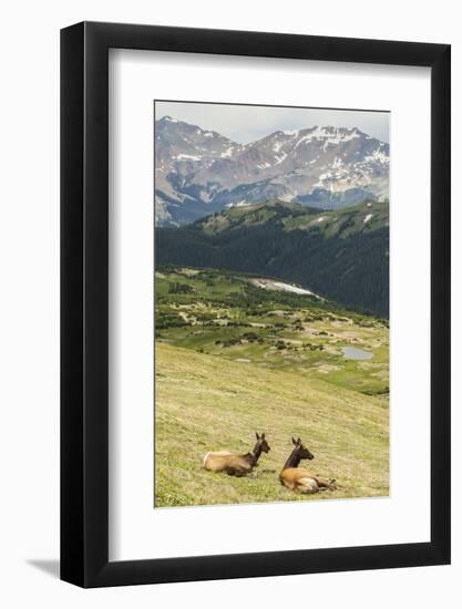 USA, Colorado, Rocky Mountain National Park. Elk Cows and Mountain Landscape-Jaynes Gallery-Framed Photographic Print