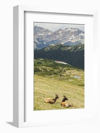 USA, Colorado, Rocky Mountain National Park. Elk Cows and Mountain Landscape-Jaynes Gallery-Framed Photographic Print