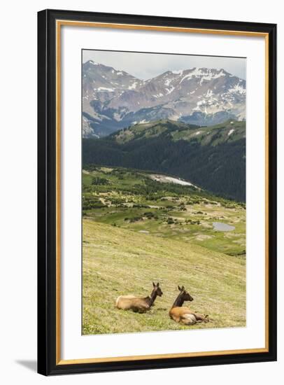 USA, Colorado, Rocky Mountain National Park. Elk Cows and Mountain Landscape-Jaynes Gallery-Framed Photographic Print