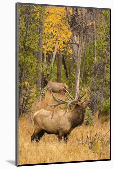 USA, Colorado, Rocky Mountain National Park. Male elk beginning to bugle.-Jaynes Gallery-Mounted Photographic Print