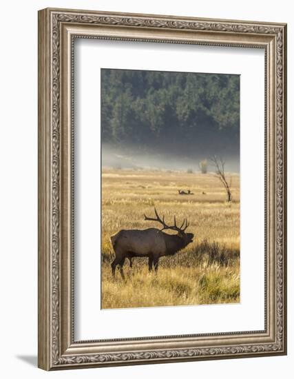 USA, Colorado, Rocky Mountain National Park. Male elk bugling.-Jaynes Gallery-Framed Photographic Print