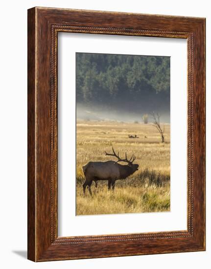 USA, Colorado, Rocky Mountain National Park. Male elk bugling.-Jaynes Gallery-Framed Photographic Print