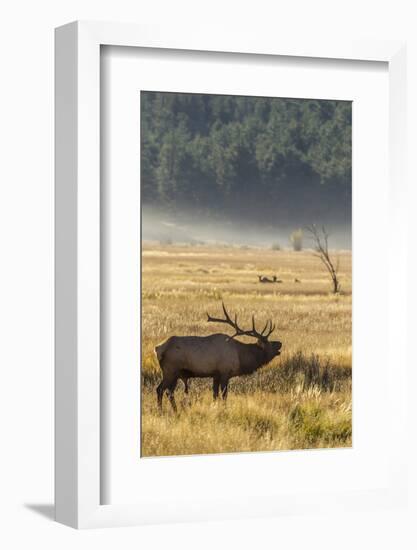 USA, Colorado, Rocky Mountain National Park. Male elk bugling.-Jaynes Gallery-Framed Photographic Print