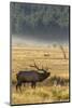 USA, Colorado, Rocky Mountain National Park. Male elk bugling.-Jaynes Gallery-Mounted Photographic Print