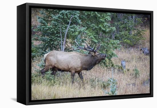 USA, Colorado, Rocky Mountain National Park. Male elk bugling.-Jaynes Gallery-Framed Premier Image Canvas