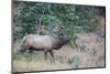 USA, Colorado, Rocky Mountain National Park. Male elk bugling.-Jaynes Gallery-Mounted Photographic Print