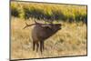 USA, Colorado, Rocky Mountain National Park. Male elk bugling.-Jaynes Gallery-Mounted Photographic Print