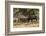 USA, Colorado, Rocky Mountain National Park. Male elks sparring.-Jaynes Gallery-Framed Photographic Print